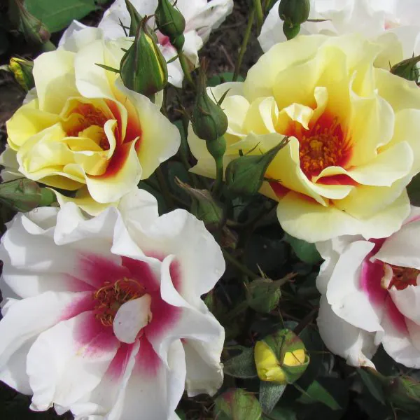 The Bees Knees The Bees Knees