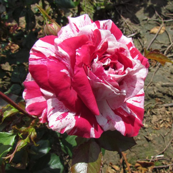 The Bosworth Rose