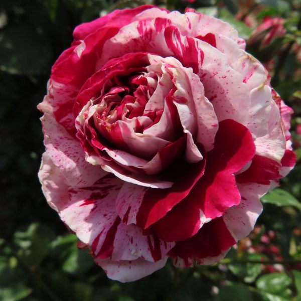 The Bosworth Rose