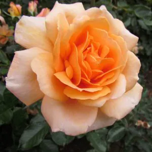 The Coventry Cathedral Rose