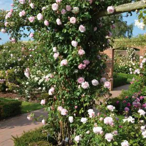 The Generous Gardener