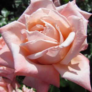 Wonderful Friend - Image 2