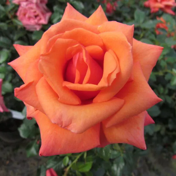 Wonderful You Wonderful You