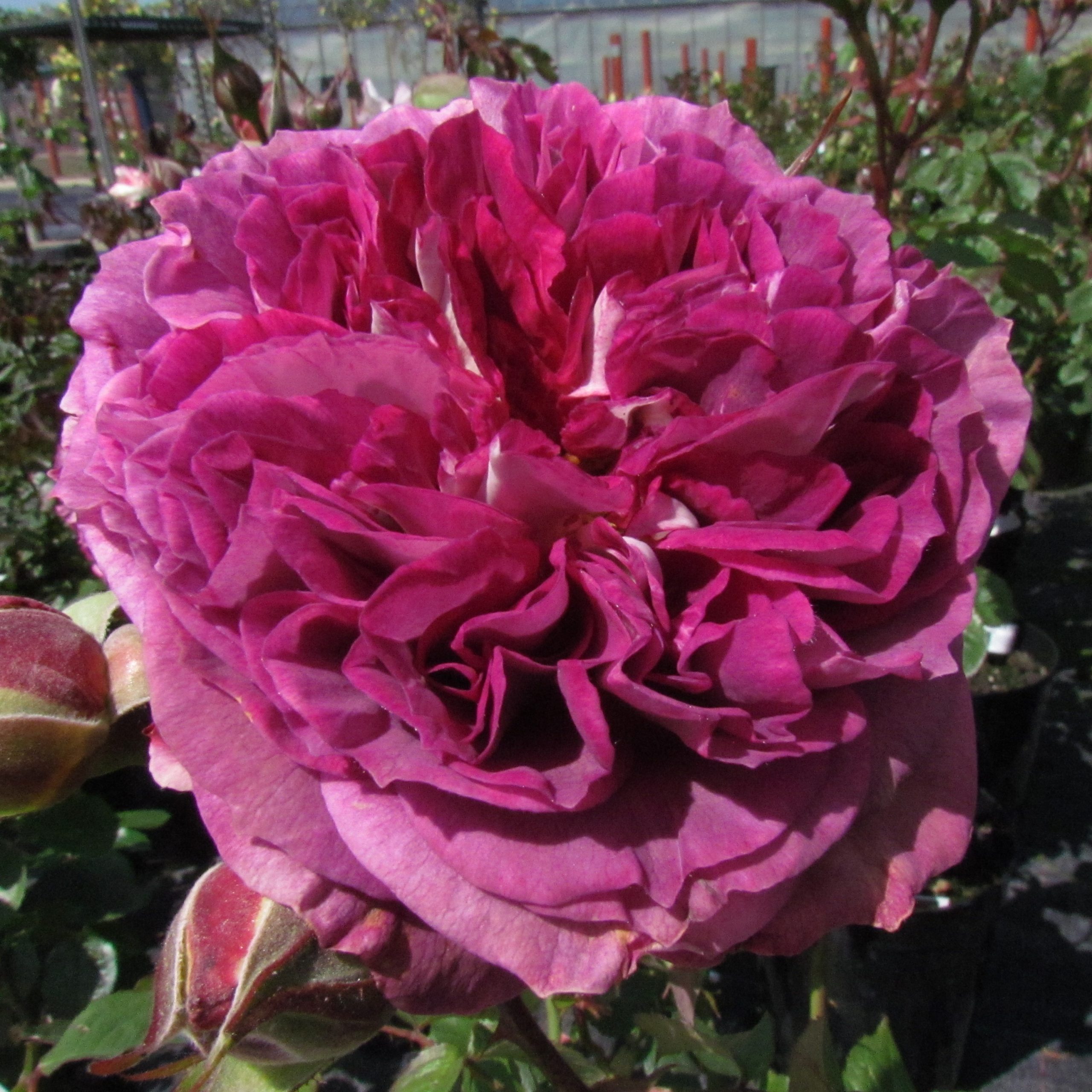 Our Special Girl Rose % purple floribundaStyle Roses