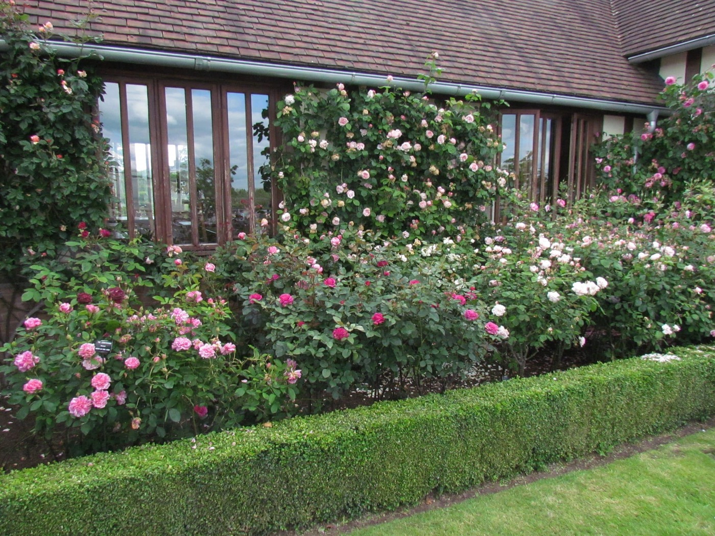 Rose Gardening Calendar | Style Roses