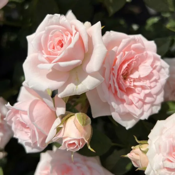 Patio roses | Front border roses | Style Roses