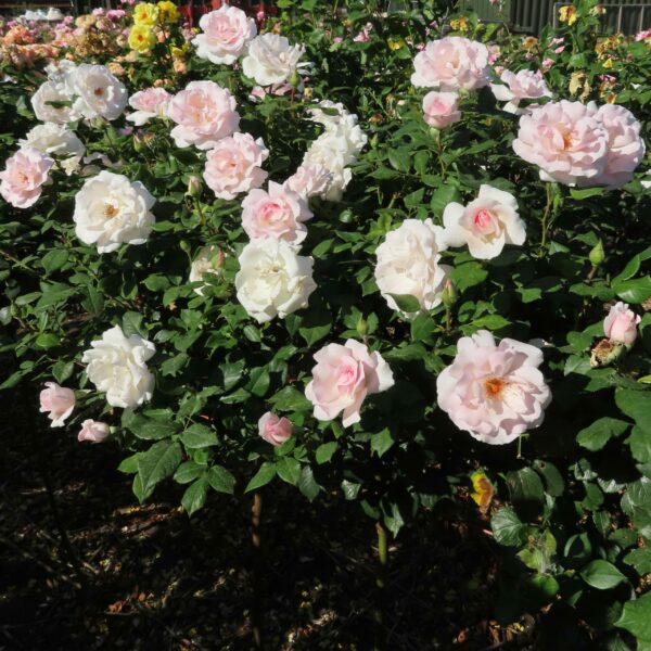 A Whiter Shade of Pale Standard Rose