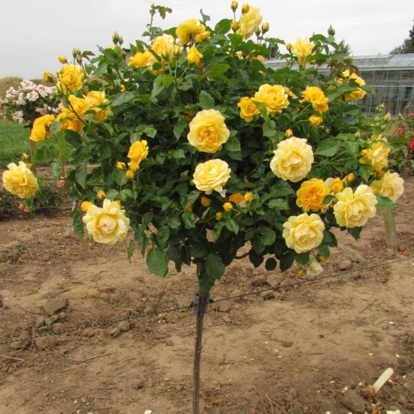 Absolutely Fabulous Standard Rose