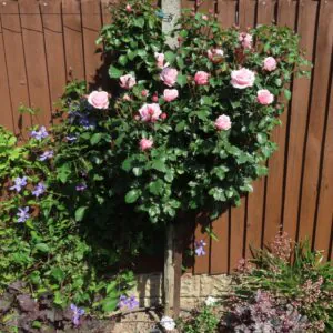 Bride and Groom Standard Rose Bride and Groom Standard Rose