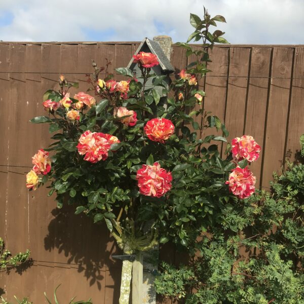 Brushstrokes Standard Rose