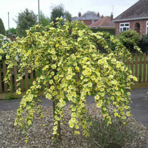 Canary Bird Weeping Standard Rose Canary Bird Weeping Standard Rose