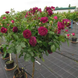 Ebb Tide Standard Rose Ebb Tide Standard Rose
