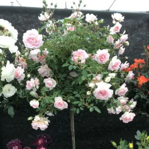 Fair Eva Weeping Standard Rose