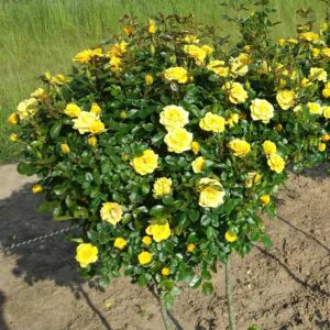 Flower Power Gold Standard Rose Flower Power Gold Standard Rose