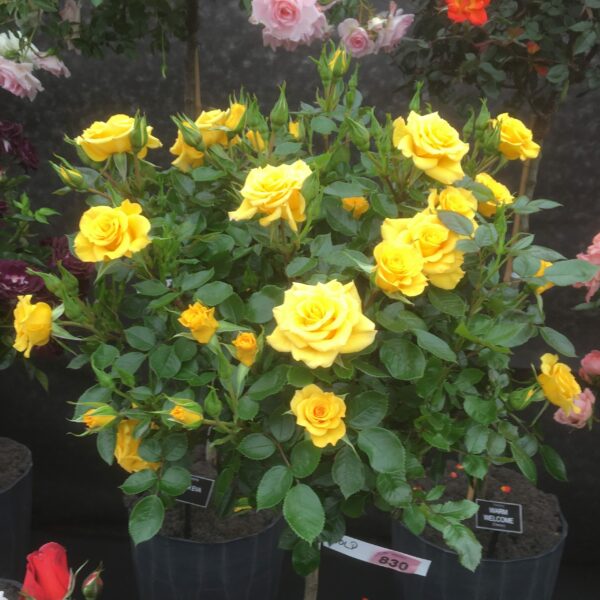 Flower Power Gold Standard Rose