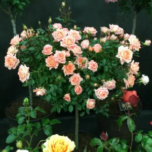 Flower Power Standard Rose Flower Power Standard Rose