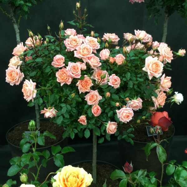 Flower Power Standard Rose