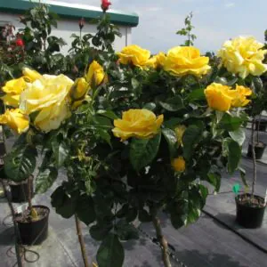 Happy Golden Wedding Standard Rose Happy Golden Wedding Standard Rose
