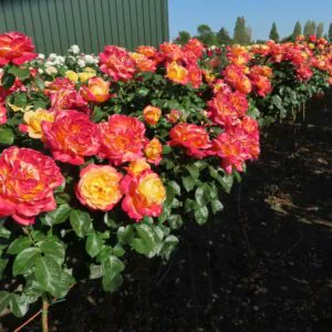 Love and Peace Standard Rose