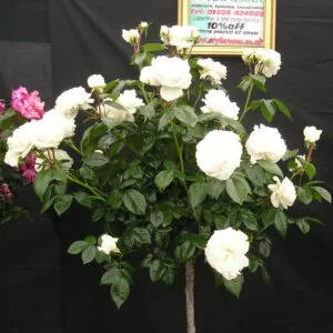 Macmillan Nurse Standard Rose