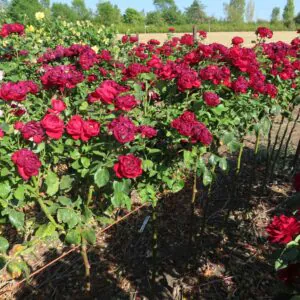 One In A Million Standard Rose