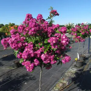 Perennial Blue Weeping Standard Rose Perennial Blue Weeping Standard Rose