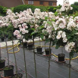 Perennial Blush Weeping Standard Rose Perennial Blush Weeping Standard Rose