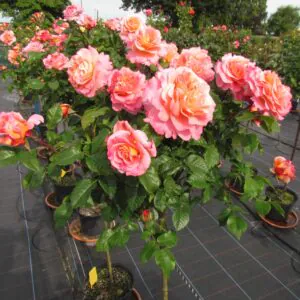 Rachel Standard Rose