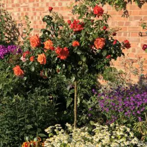 Remember Me Standard Rose