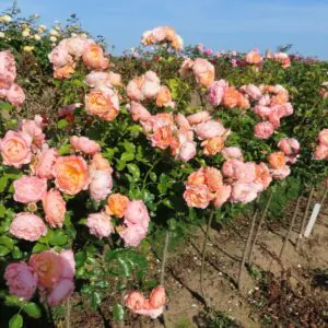 Sweet Jessica Standard Rose