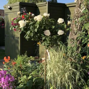 The Diamond Wedding Rose Standard Rose