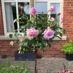 Twice in a Blue Moon Standard Rose