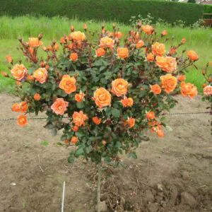 Wild Fire Standard Rose Wild Fire Standard Rose