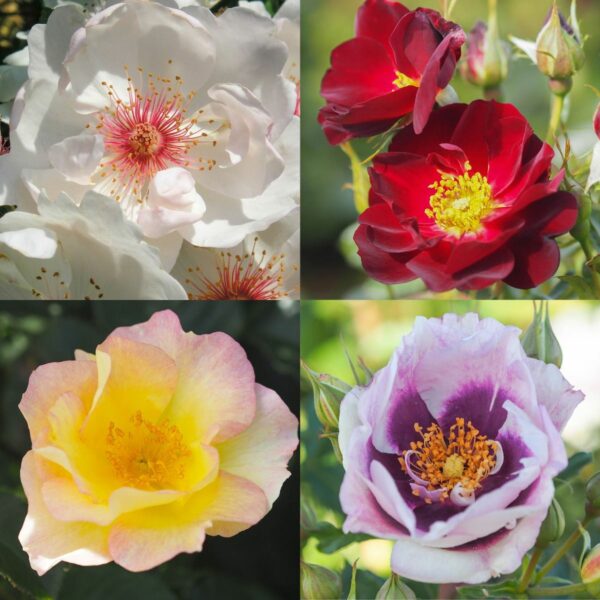 Bee-Friendly Rose Container Collection