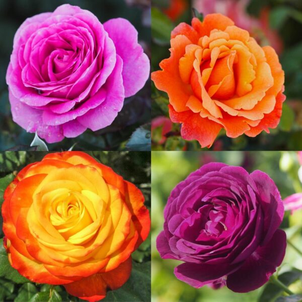 Bright Colours Rose Container Collection