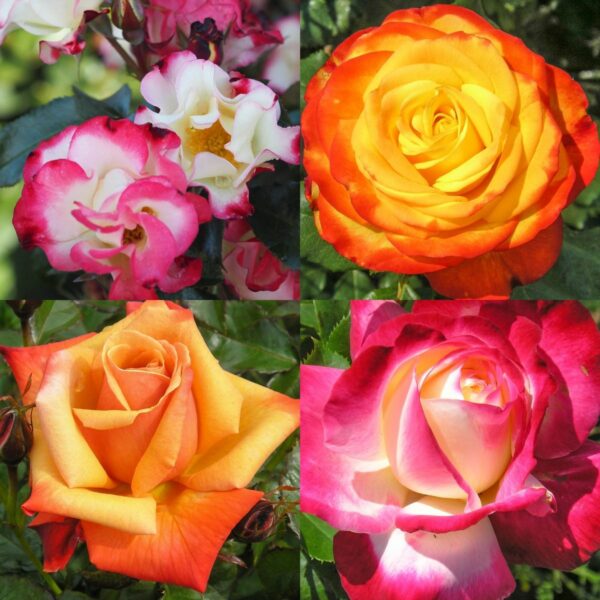 Two Tone Rose Container Collection