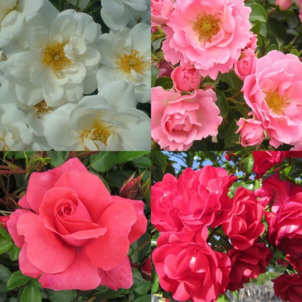 Ground Cover Rose Container Collection