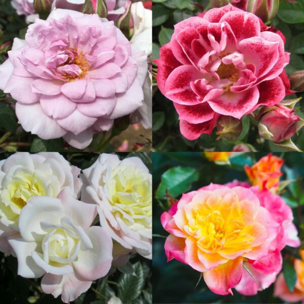 Patio Rose Container Collection