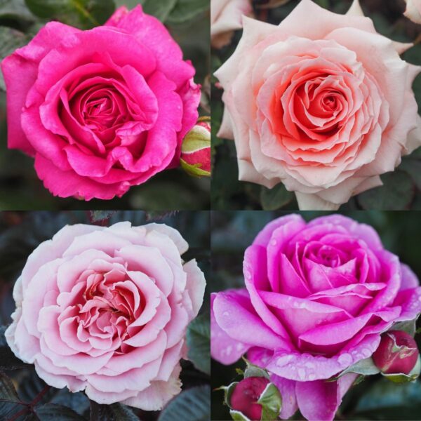 Pink Rose Container Collection