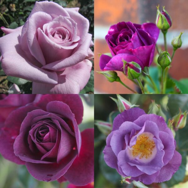 Purple Rose Container Collection