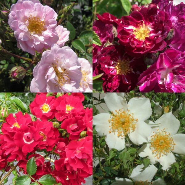 Rambling Rose Container Collection
