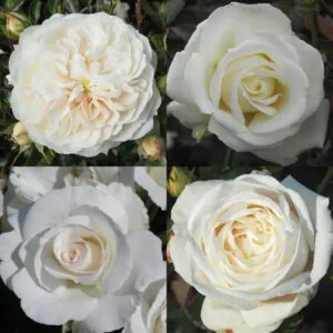 White Rose Container Collection White Rose Container Collection