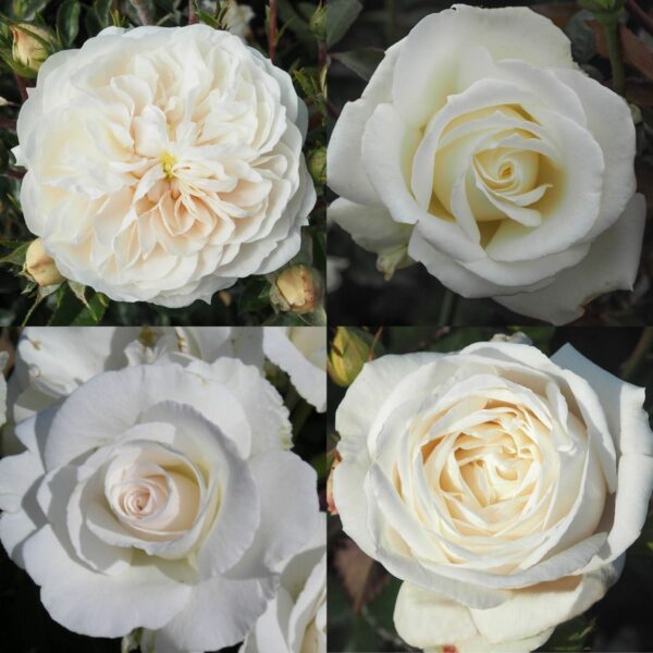 White Rose Container Collection