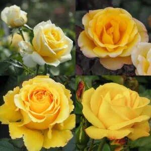 Yellow Rose Container Collection Yellow Rose Container Collection