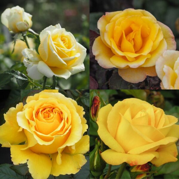Yellow Rose Container Collection