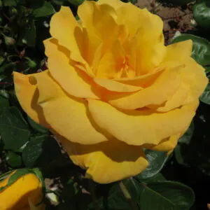 A Faithful Friend A Faithful Friend