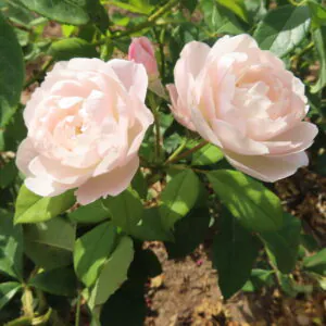 Desdemona Desdemona