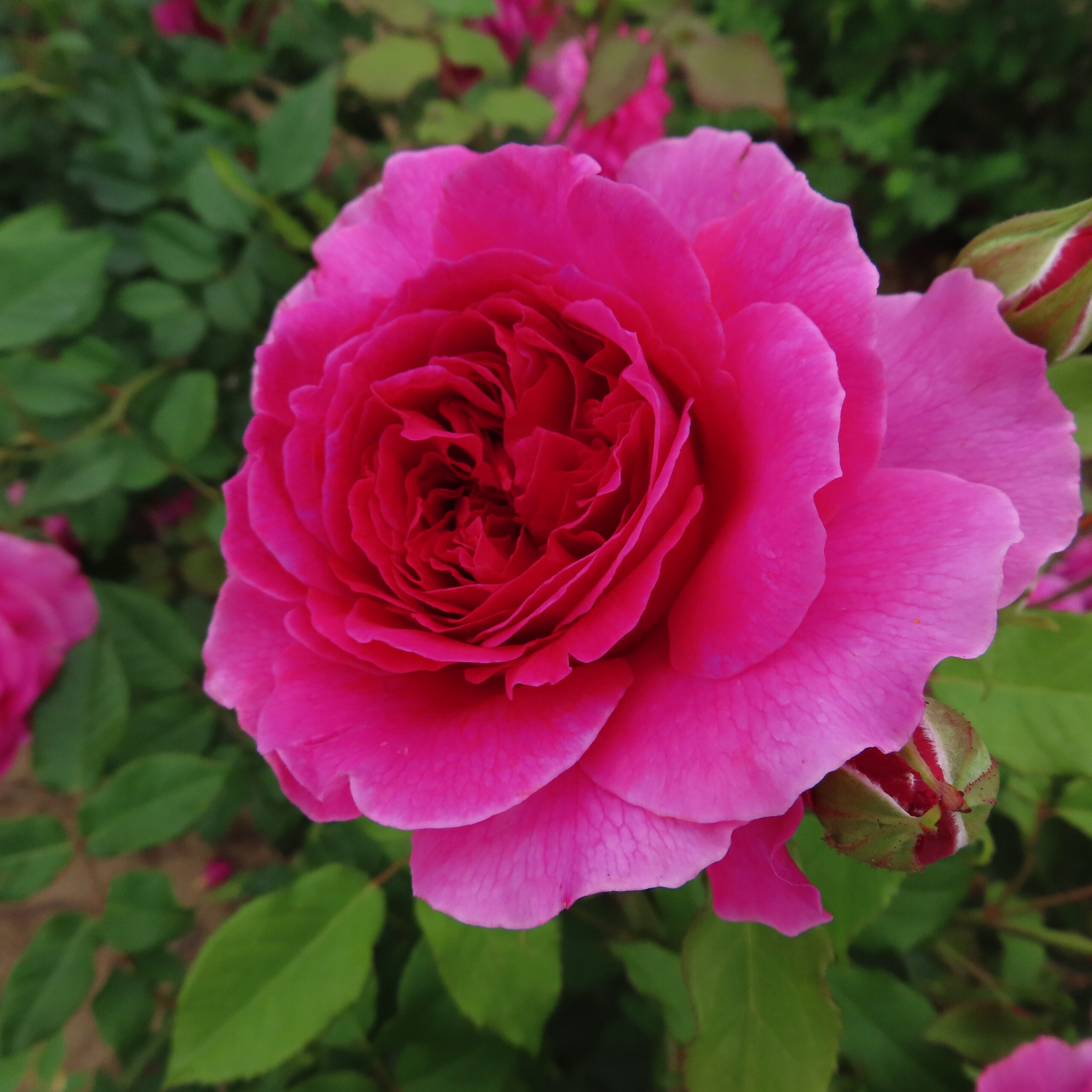 Gabriel Oak Rose | David Austin Roses | Style Roses