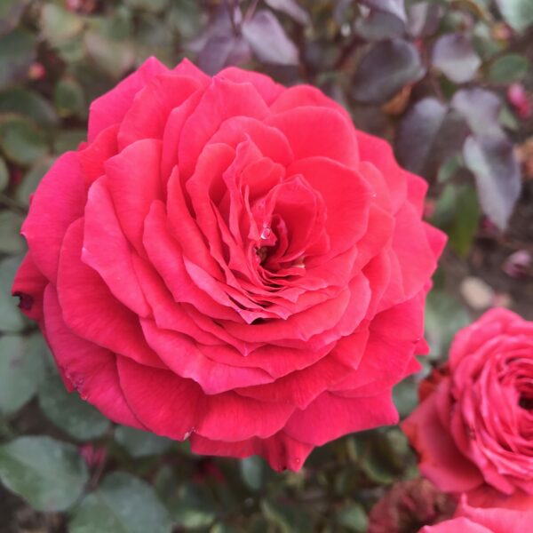 Laura rose | Pink Floribunda | Style Roses