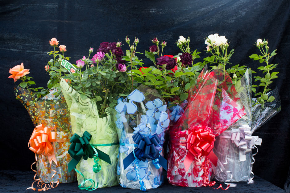 potted or bareroot roses | Style Roses